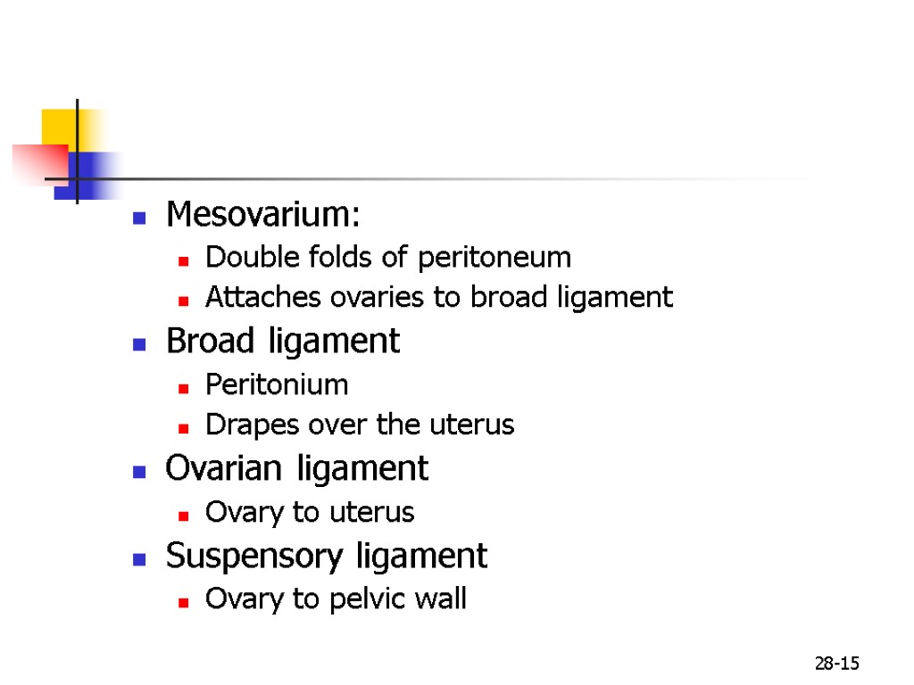 28-15 Mesovarium: Double folds of peritoneum Attaches ovaries to broad ligament Broad ligament Peritonium